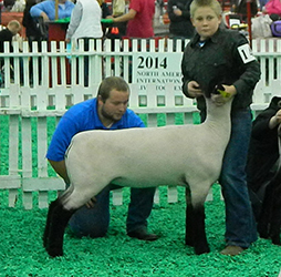 Mennen Club Lambs