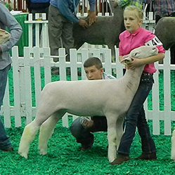 Mennen Club Lambs