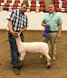 Mennen Club Lambs Winners