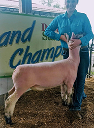 Mennen Club Lambs Winners